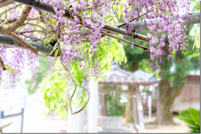 今津津舟崎 白山神社 藤棚 開花状況