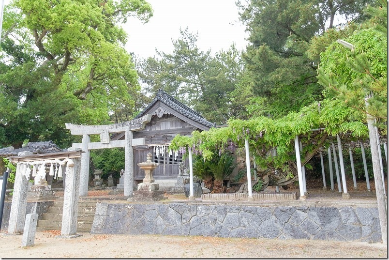 糸島 今津津舟崎 白山神社 藤棚