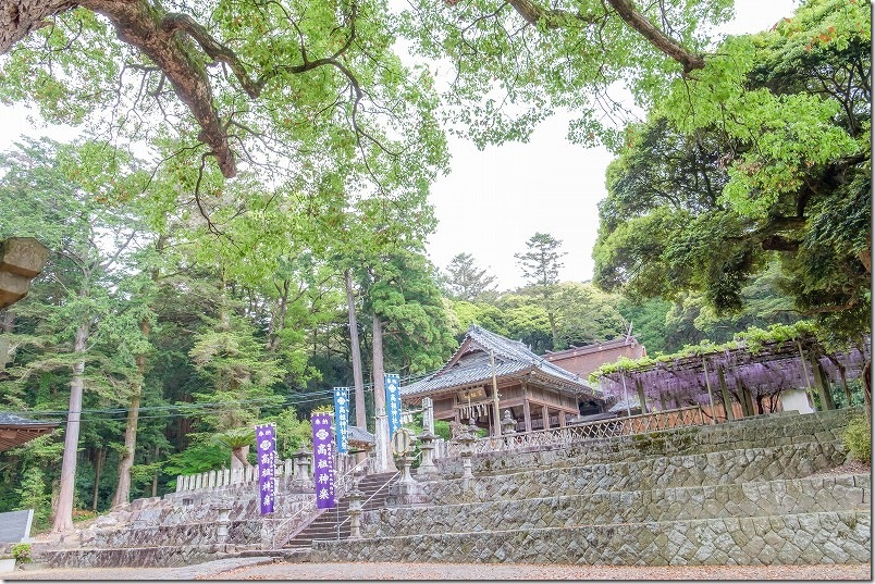 糸島 高祖神社の藤棚
