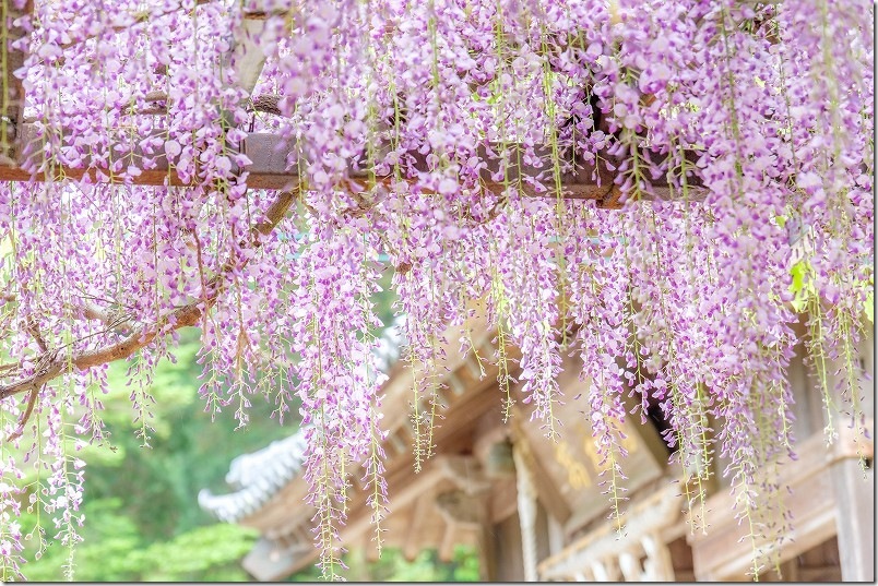 糸島 高祖神社の藤棚（糸島市高祖）