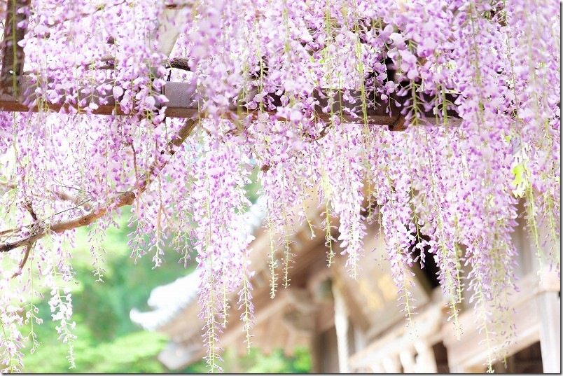 糸島 高祖神社の藤棚 開花状況 2025