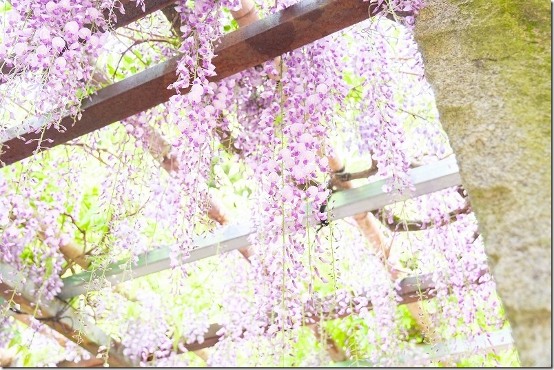 糸島 高祖神社の藤棚 満開 2025