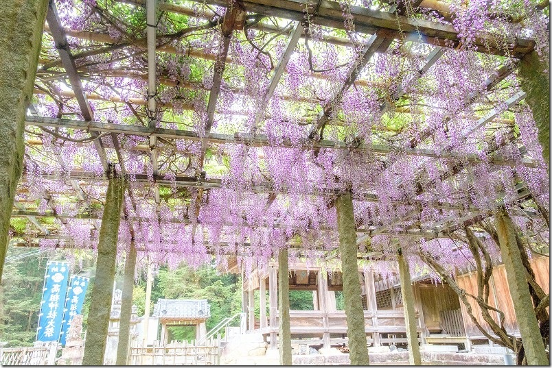 糸島 高祖神社の藤棚 開花状況 2025
