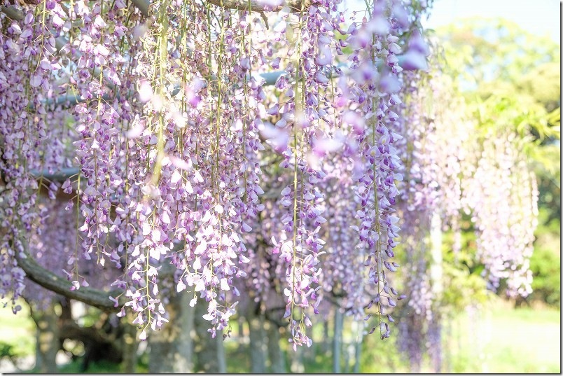 宇美八幡宮の藤棚 開花状況 2025年4月末