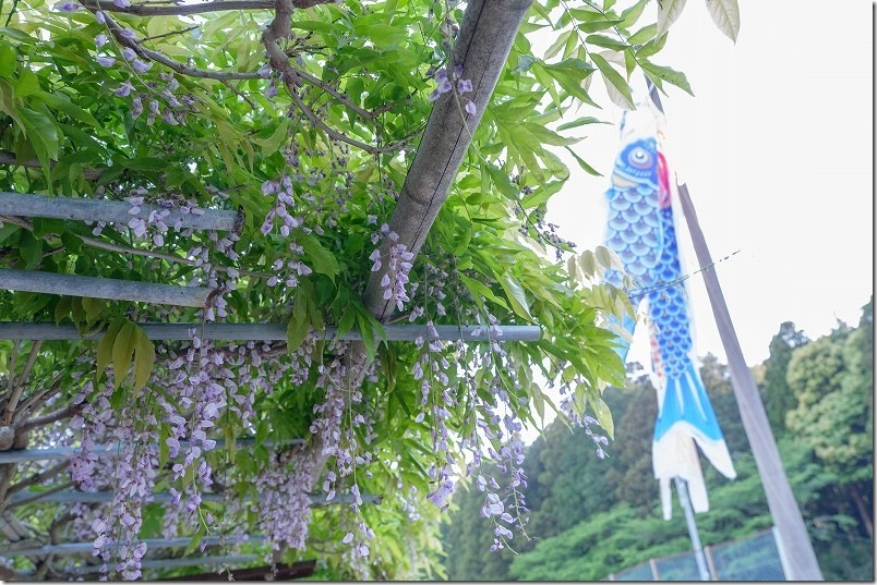 糸島 宇美八幡宮の藤棚と鯉のぼり