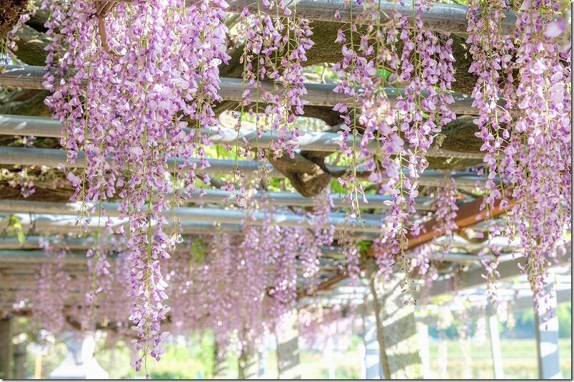 雉琴神社 藤棚 開花状況 2025年4末 雉琴神社 藤棚 開花状況 2025年4末