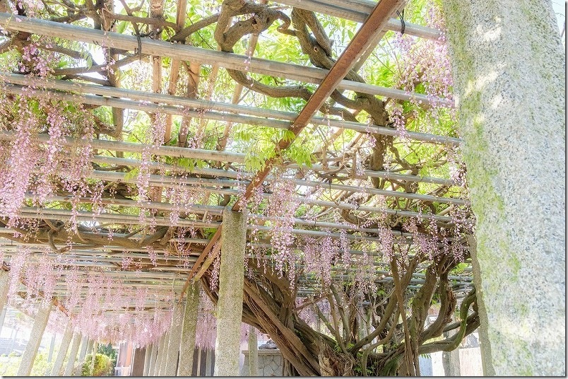 雉琴神社 藤棚 開花状況 2025年4末 雉琴神社 藤棚 開花状況 2025年4末