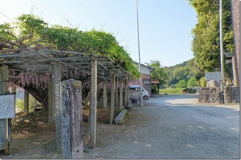 雉琴神社 藤棚 雉琴神社 藤棚