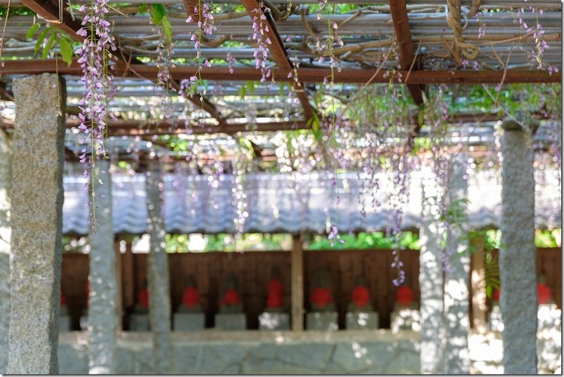 糸島 井原住吉神社の長寿の藤 開花状況 2025