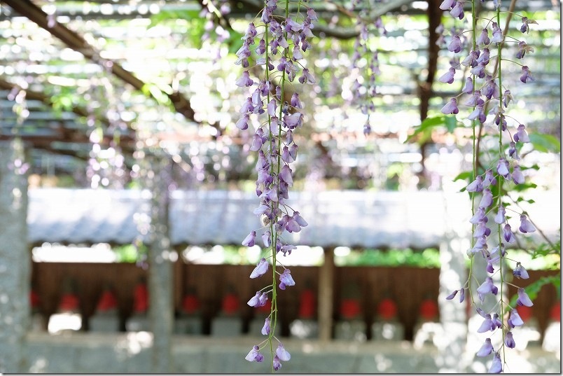 糸島 井原住吉神社の長寿の藤 開花状況 2025