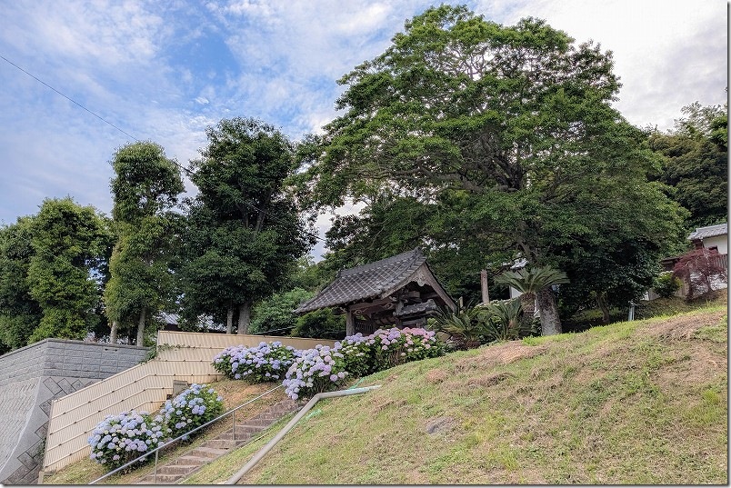 糸島 あじさい寺「ヲベタ清正公堂」 開花状況 2025年 糸島 あじさい寺「ヲベタ清正公堂」 開花状況 2025年