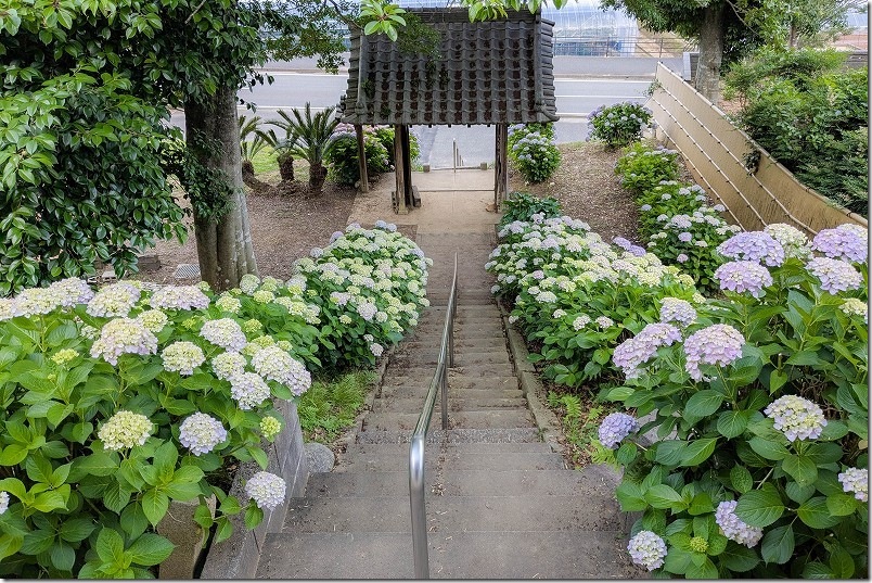 糸島 あじさい寺「ヲベタ清正公堂」 開花状況 2025年 4、5部咲き 糸島 あじさい寺「ヲベタ清正公堂」 開花状況 2025年 4、5部咲き