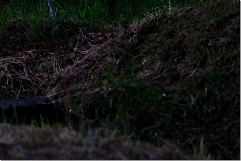 糸島のホタル 20時くらいから出現