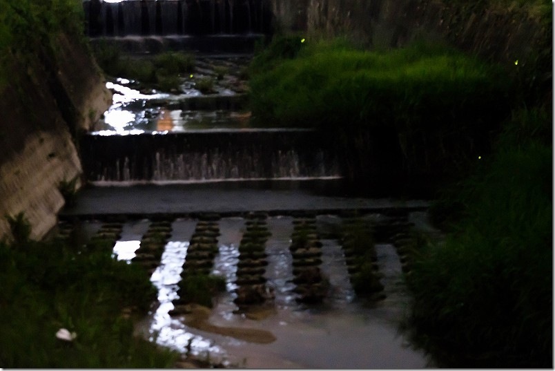 福岡市西区今宿 七寺川で乱舞するホタル 福岡市西区今宿 七寺川で乱舞するホタル