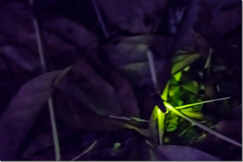 福岡市西区今宿周辺を流れる七寺川のホタル 福岡市西区今宿周辺を流れる七寺川のホタル