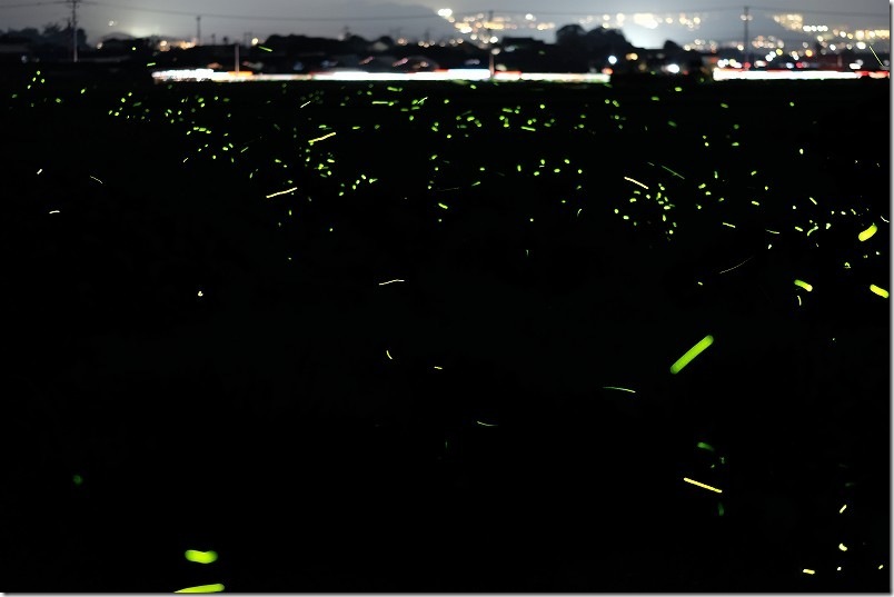 糸島でホタルの乱舞の様子（川原川、赤崎川、瑞梅寺川、雷山川周辺）