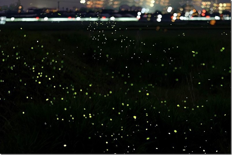 2025 糸島周辺 ホタル情報