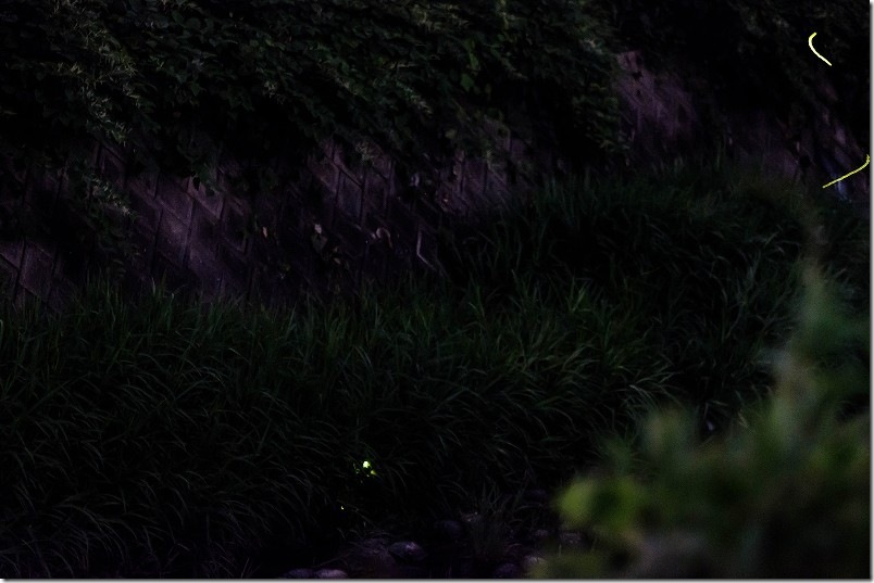 福岡市西区今宿 七寺川で乱舞するホタル 福岡市西区今宿 七寺川で乱舞するホタル