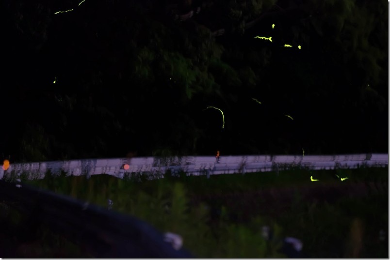 福岡市西区今宿 七寺川で乱舞するホタル 福岡市西区今宿 七寺川で乱舞するホタル