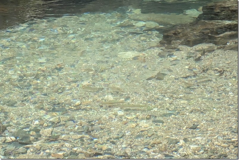 野河内渓谷の綺麗な水と魚 野河内渓谷の綺麗な水と魚