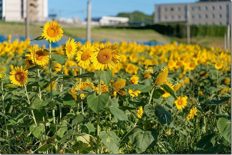 満開の糸島のひまわり畑（糸島市泊） 九大近く