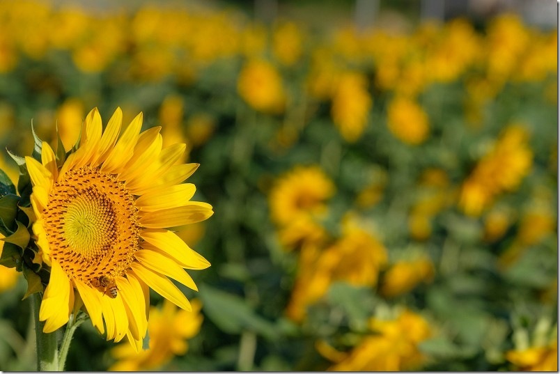 グローカルホテル糸島裏 ひまわり畑（糸島市泊） 2025年開花状況