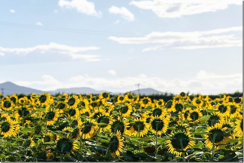 満開の糸島のひまわり畑（糸島市泊） グローカルホテル糸島裏
