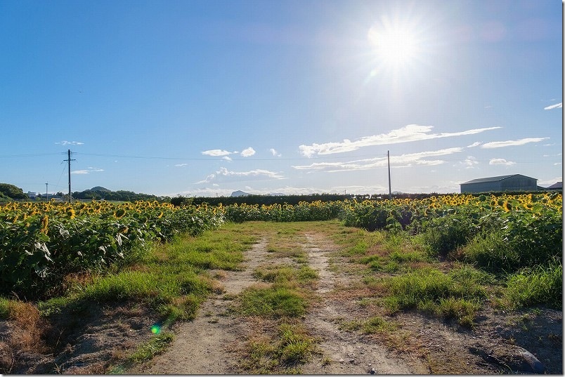 大きな糸島のひまわり畑（糸島市泊） グローカルホテル糸島裏