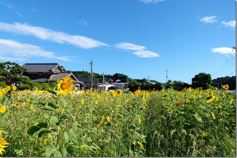 糸島 引津校区の「ひまわり畑」 2025年開花状況 7月 糸島 引津校区の「ひまわり畑」 2025年開花状況 7月
