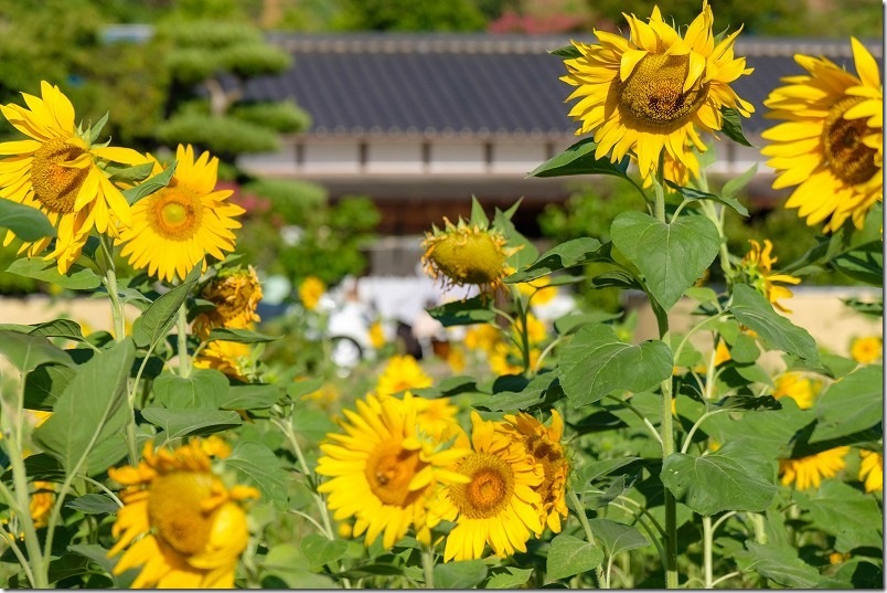 糸島 引津校区の「ひまわり畑」 2025年開花状況 7月 糸島 引津校区の「ひまわり畑」 2025年開花状況 7月