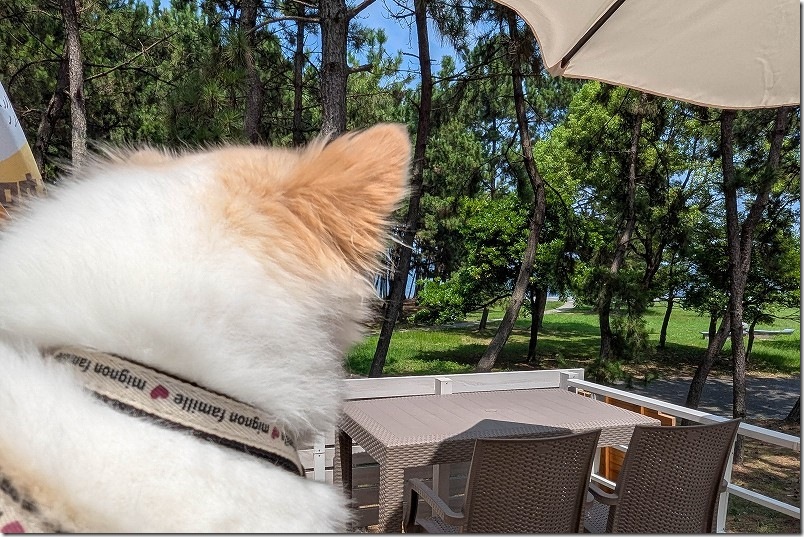 カフェ しあわせ駅【テラス席】 カフェ しあわせ駅【テラス席】