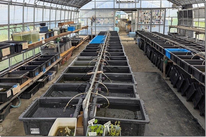 伊都めだか苑【ハウス内のメダカ水槽】 伊都めだか苑【ハウス内のメダカ水槽】