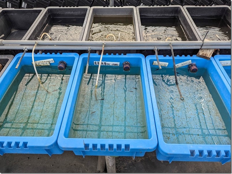 伊都めだか苑【多数の種類のメダカ達】 伊都めだか苑【多数の種類のメダカ達】