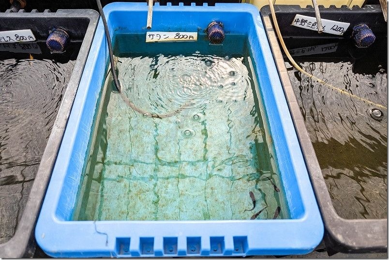 伊都めだか苑 真っ黒のサタンメダカを購入【オスメス指定可】 伊都めだか苑 真っ黒のサタンメダカを購入【オスメス指定可】