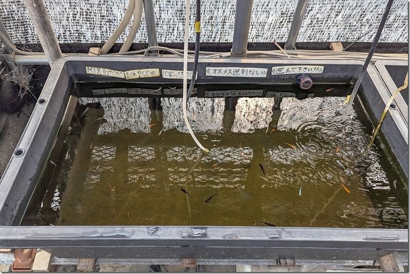 伊都めだか苑 ミックスメダカを購入【自分で選択可】 伊都めだか苑 ミックスメダカを購入【自分で選択可】