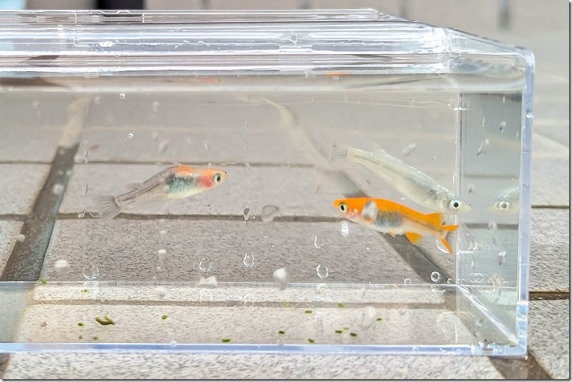 伊都めだか苑 ミックスメダカ【白ラメ系、オレンジ系、三色系】 伊都めだか苑 ミックスメダカ【白ラメ系、オレンジ系、三色系】