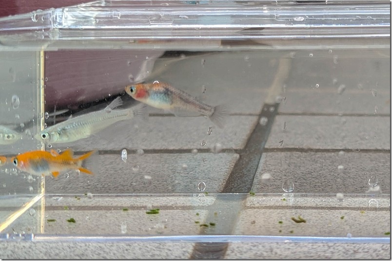 伊都めだか苑 ミックスメダカ【白ラメ系、オレンジ系、三色系】 伊都めだか苑 ミックスメダカ【白ラメ系、オレンジ系、三色系】