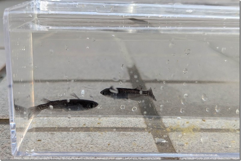 伊都めだか苑 真っ黒のサタンメダカ【オスメス】 伊都めだか苑 真っ黒のサタンメダカ【オスメス】