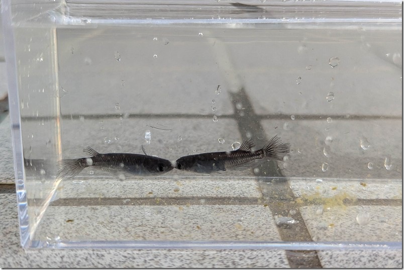 伊都めだか苑 真っ黒のサタンメダカ【オスメス】 伊都めだか苑 真っ黒のサタンメダカ【オスメス】