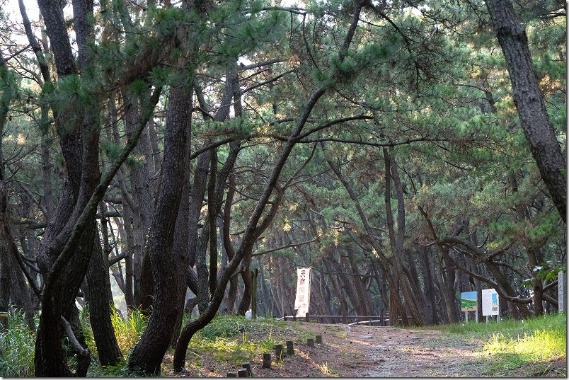 松林入口から元寇防塁までの道 松林入口から元寇防塁までの道