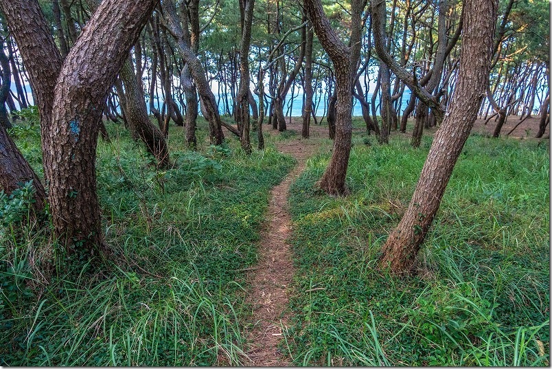 元寇防塁から海へ抜ける道【長浜海岸】 元寇防塁から海へ抜ける道【長浜海岸】