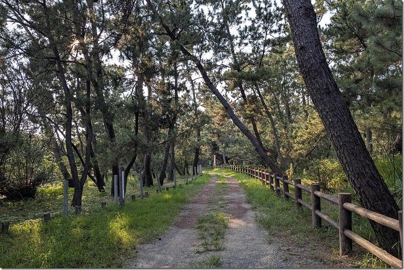 今津 元寇防塁まで続く松林 今津 元寇防塁まで続く松林