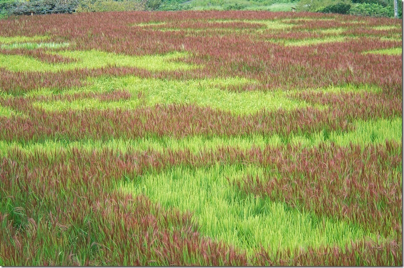 赤米アート 見頃【糸島市二丈】 2025年 赤米アート 見頃【糸島市二丈】 2025年