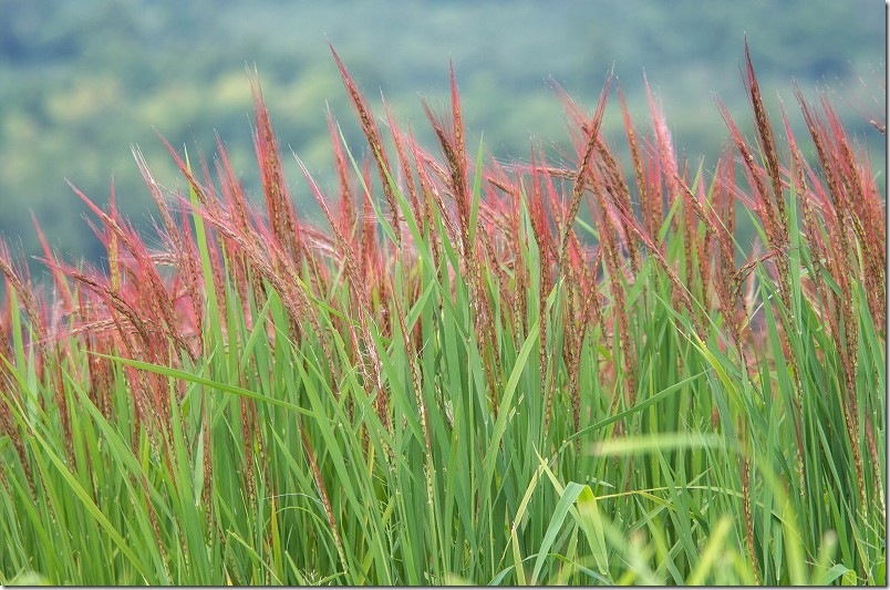赤米アートの周りを散策 赤米の穂 赤米アートの周りを散策 赤米の穂