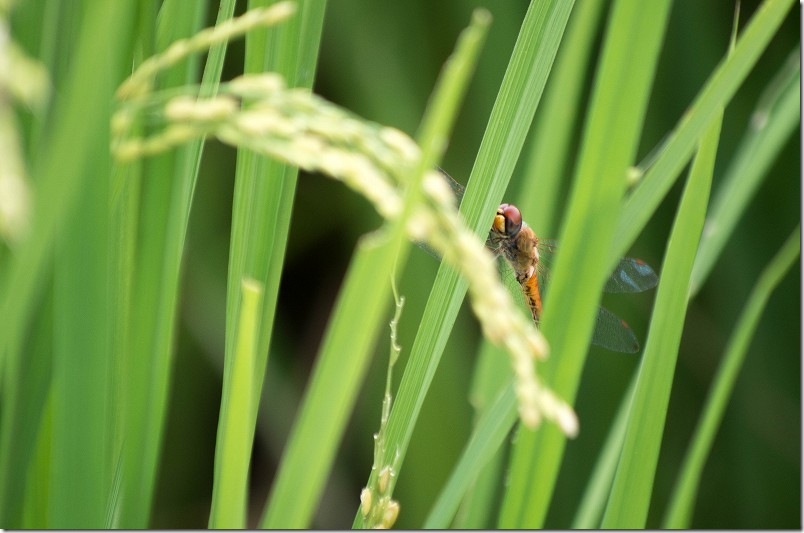 糸島 赤米アートの周りを散策 ウスバキトンボ 糸島 赤米アートの周りを散策 ウスバキトンボ