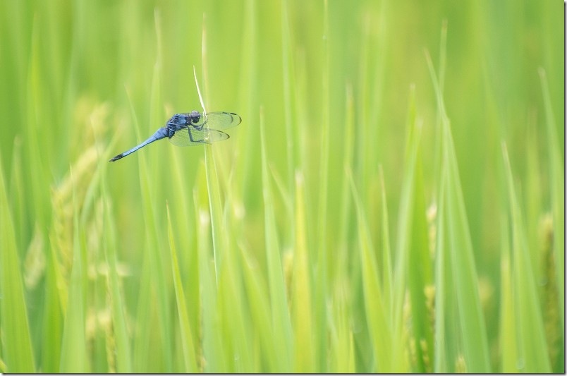 糸島 赤米アートの周りを散策 オオシオカラトンボ!? 糸島 赤米アートの周りを散策 オオシオカラトンボ!?