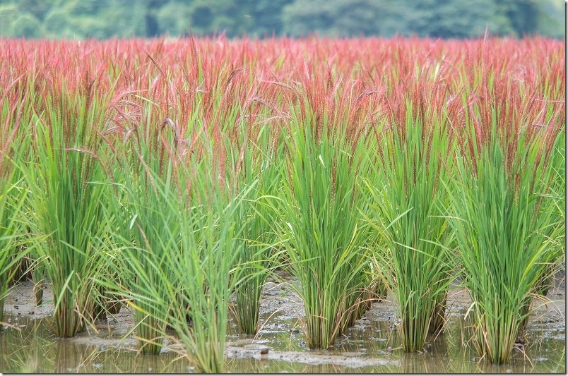 赤米アート 見頃【糸島市二丈】 2025年 赤米アート 見頃【糸島市二丈】 2025年