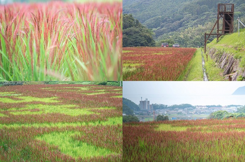 2025年 赤米アート 見頃【二丈赤米産直センター】