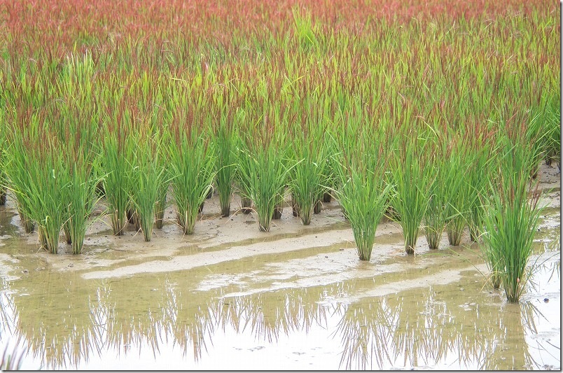 糸島 赤米アートの周りを散策 水面に反射する赤米 糸島 赤米アートの周りを散策 水面に反射する赤米