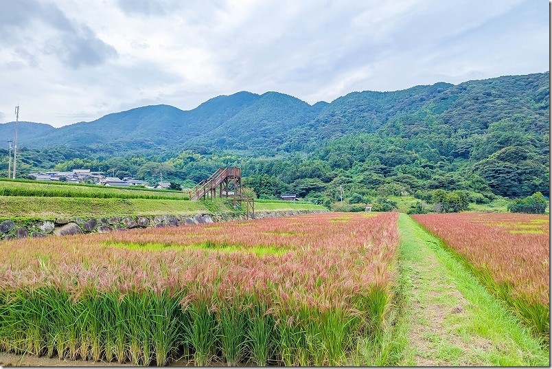赤米アート 赤米と展望台 赤米アート 赤米と展望台